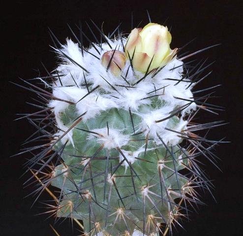 Copiapoa_hypogaea_v_montan